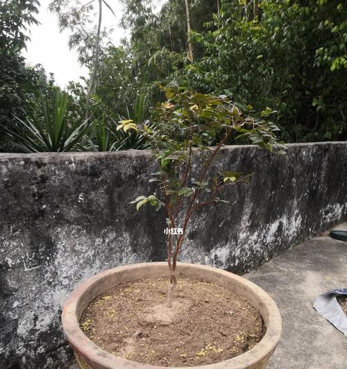 嘉宝果树适合种植的地方（了解嘉宝果树的适应环境，打造优质果园）-第1张图片-绿意生活