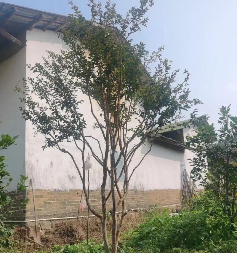 嘉宝果树适合种植的地方（了解嘉宝果树的适应环境，打造优质果园）-第2张图片-绿意生活
