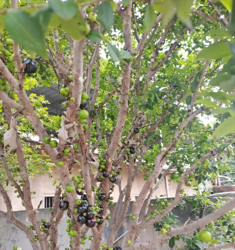嘉宝果树适合种植的地方（了解嘉宝果树的适应环境，打造优质果园）-第3张图片-绿意生活