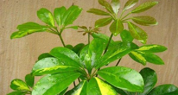 如何繁殖鹅掌柴（方法和注意事项详解，掌握技巧助你成功）-第3张图片-绿意生活