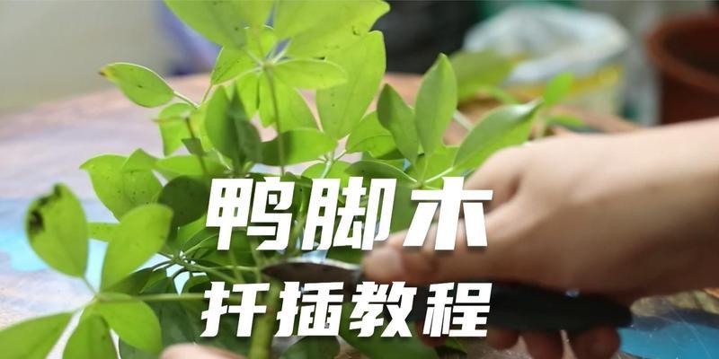 如何繁殖鹅掌柴（方法和注意事项详解，掌握技巧助你成功）-第1张图片-绿意生活
