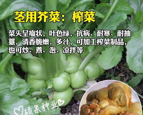 儿菜与大头菜的区别解析（探究儿菜与大头菜是否同一种蔬菜）-第1张图片-绿意生活