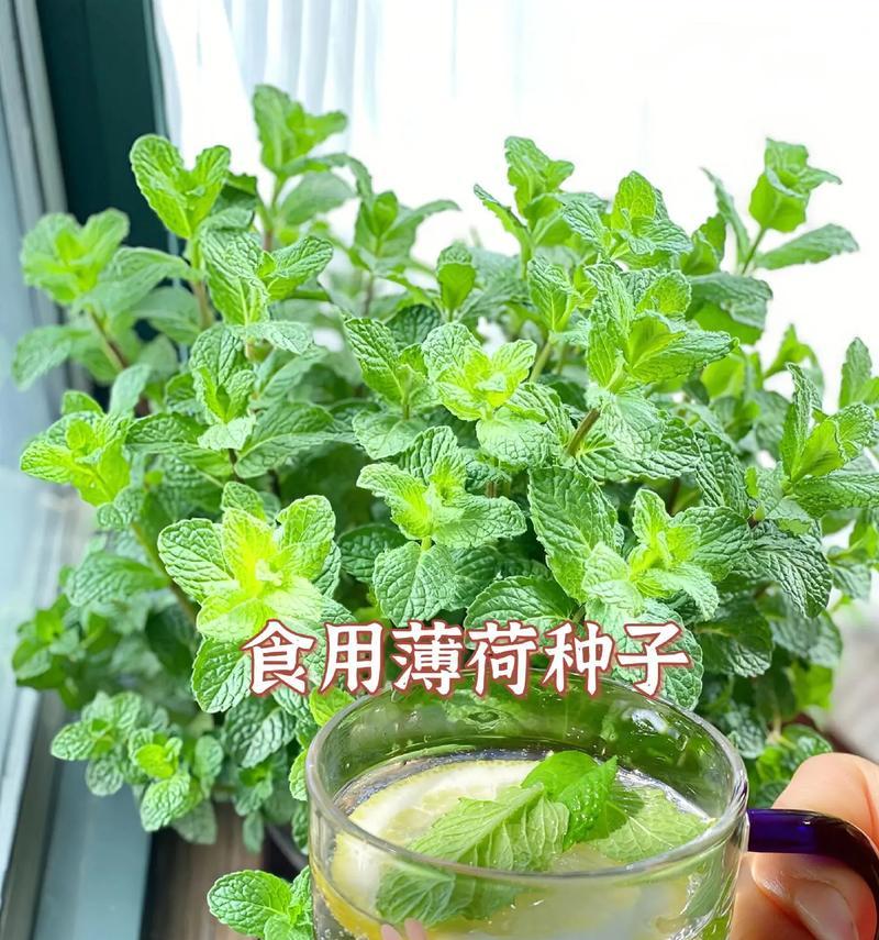 家里不能种薄荷的原因（了解薄荷的生长环境和栽培技巧）-第1张图片-绿意生活