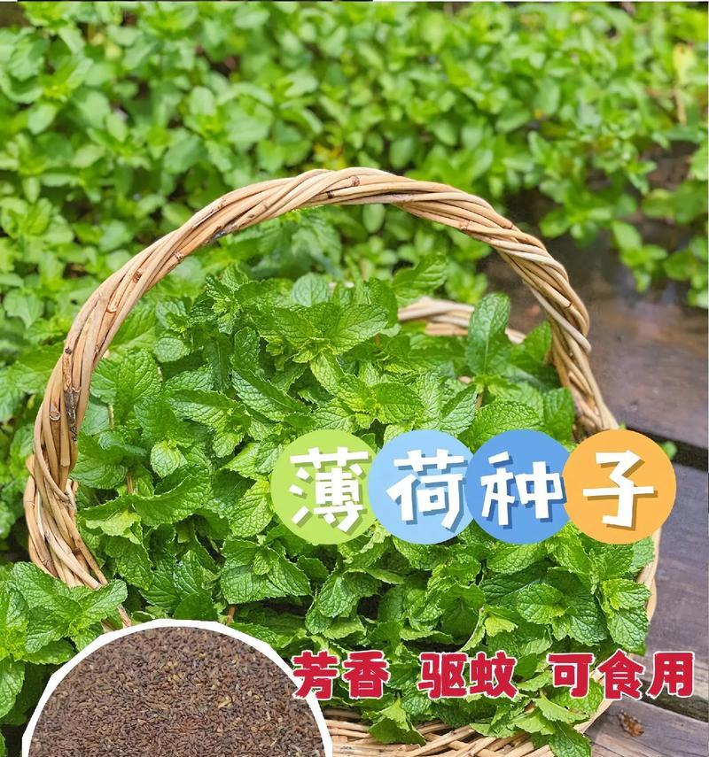 家里不能种薄荷的原因（了解薄荷的生长环境和栽培技巧）-第3张图片-绿意生活