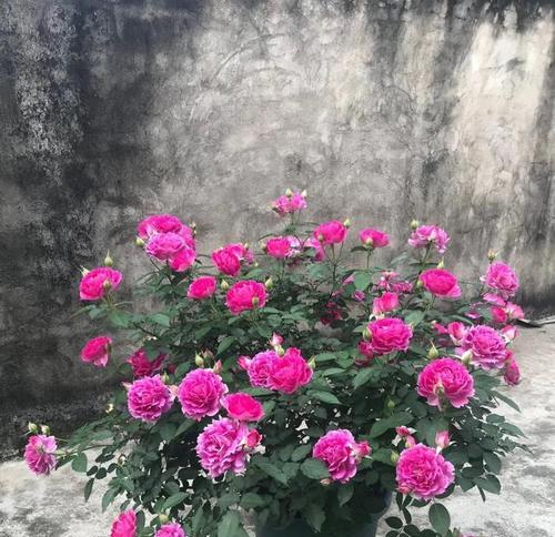 花月夜的种植方法与注意事项（打造优美花坛，享受迷人夜景）-第2张图片-绿意生活