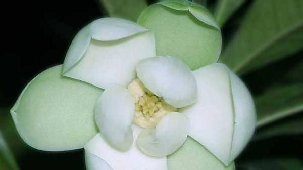 花月夜的种植方法与注意事项（打造优美花坛，享受迷人夜景）-第3张图片-绿意生活