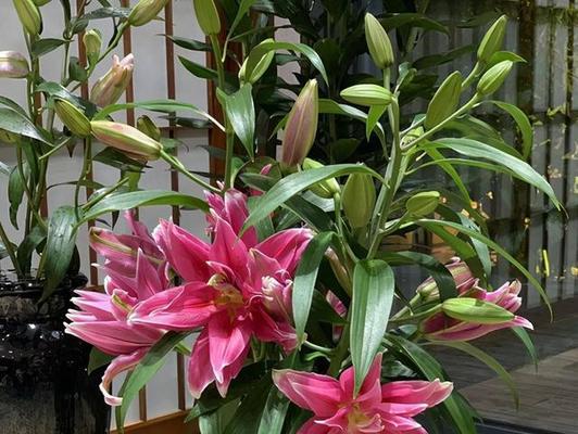 黄百合花香味有毒吗？（探究黄百合花的毒性成分及其影响）-第2张图片-绿意生活