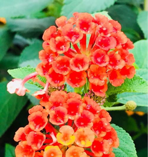 黄百合花香味有毒吗？（探究黄百合花的毒性成分及其影响）-第1张图片-绿意生活