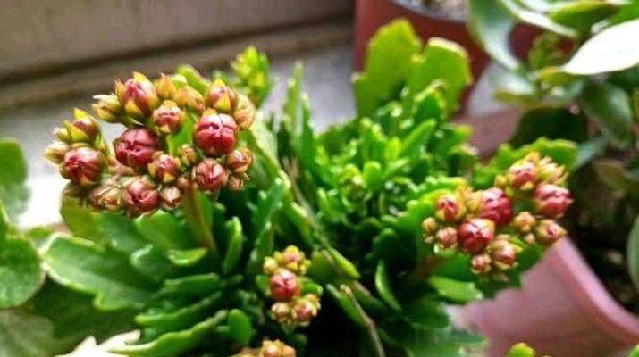 长寿花水浇多了怎么办？（浇水过多补救方法）-第3张图片-绿意生活
