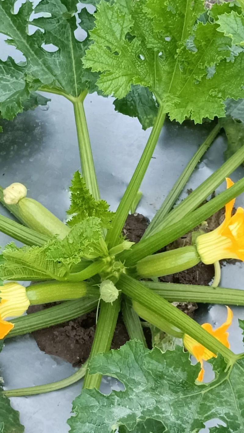 葫芦成熟上市的季节（探究葫芦的生长周期、品种特点和上市情况）-第1张图片-绿意生活