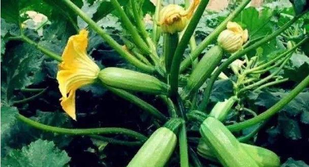 葫芦成熟上市的季节（探究葫芦的生长周期、品种特点和上市情况）-第2张图片-绿意生活