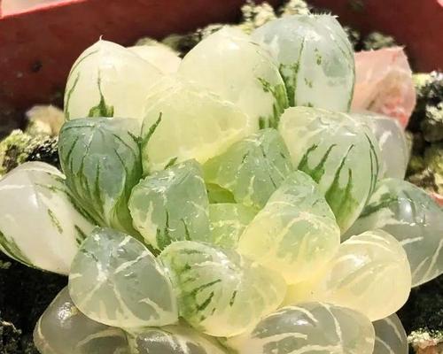 垂吊多肉植物的养护与管理（掌握垂吊多肉的特点，打造绿色空间）-第1张图片-绿意生活