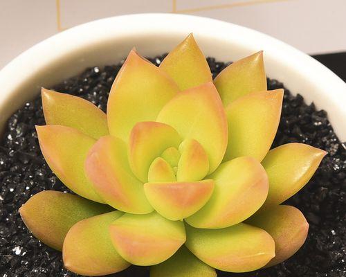 垂吊多肉植物的养护与管理（掌握垂吊多肉的特点，打造绿色空间）-第3张图片-绿意生活
