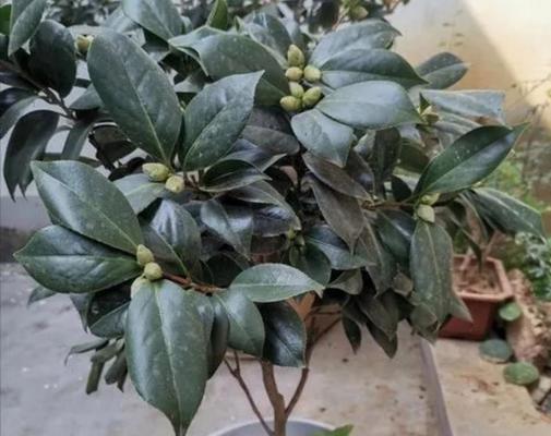 茶花养护指南（如何正确施用硫酸亚铁，让茶花生机勃勃）-第3张图片-绿意生活