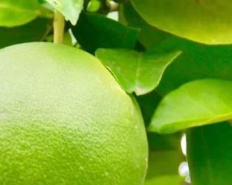 黄壤土的适宜植物种类探析（探寻黄壤土的优越生态特性，带您了解适宜种植的植物种类）-第2张图片-绿意生活
