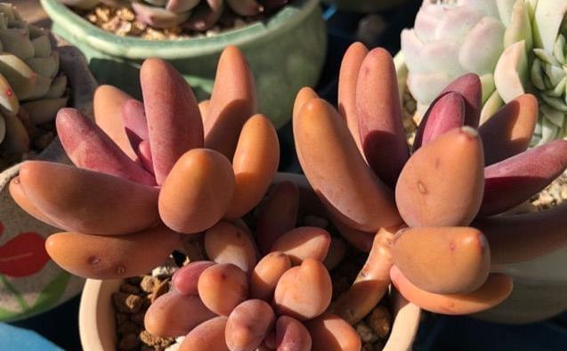 黄壤土的适宜植物种类探析（探寻黄壤土的优越生态特性，带您了解适宜种植的植物种类）-第3张图片-绿意生活