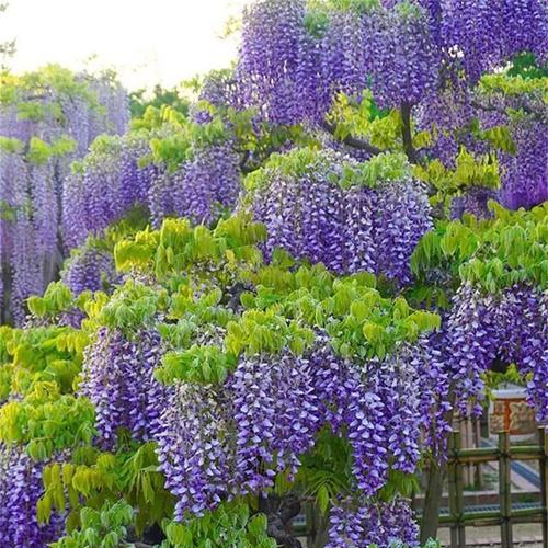 耐阴爬藤植物大全（探索适合阴暗环境下生长的藤本植物）-第2张图片-绿意生活