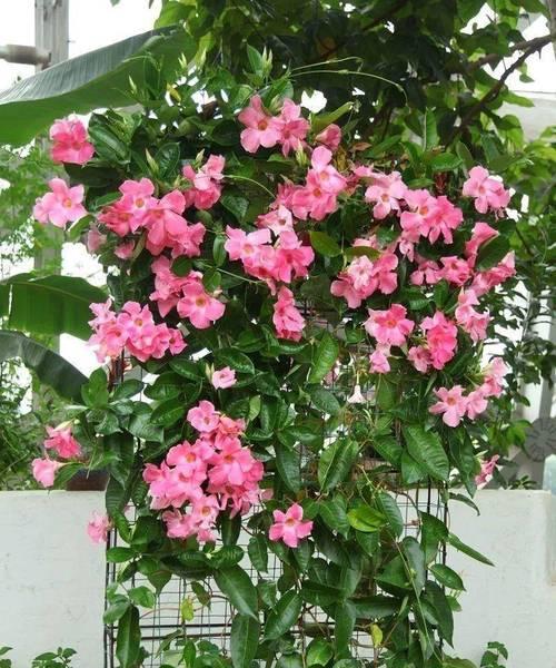 耐阴爬藤植物大全（探索适合阴暗环境下生长的藤本植物）-第3张图片-绿意生活