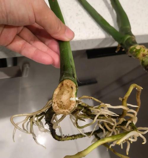 多菌灵可用于浇龟背竹（了解多菌灵的作用和使用方法，让龟背竹更健康）-第3张图片-绿意生活