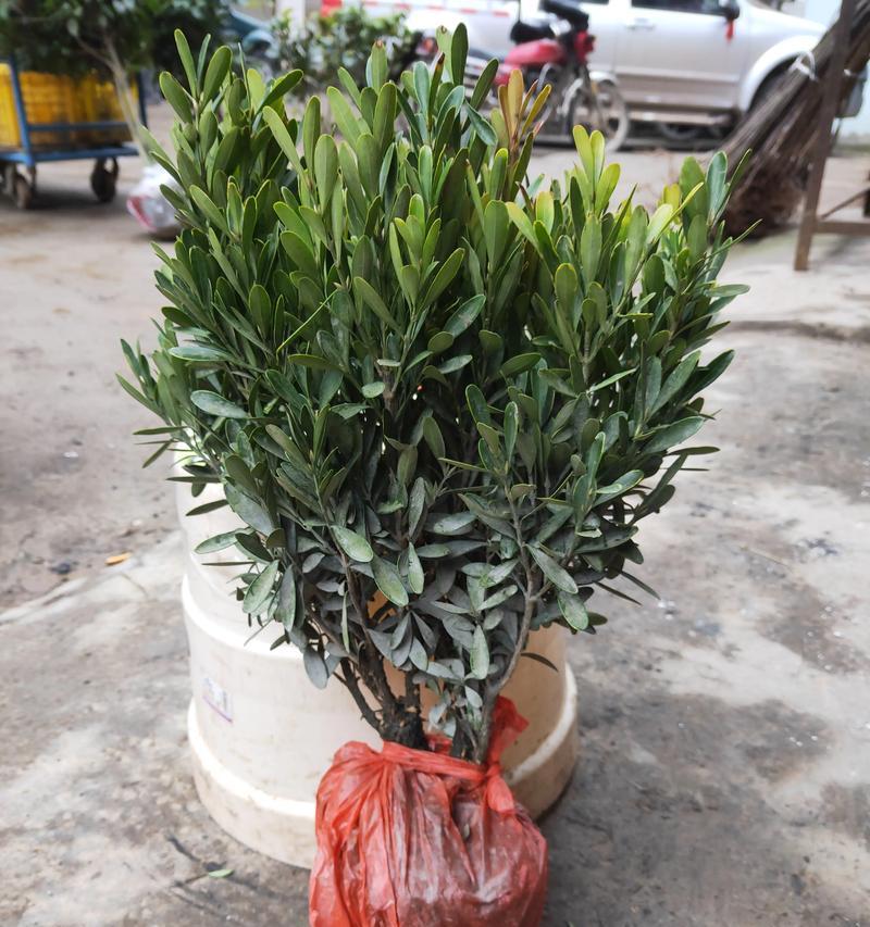 黄杨开花现象详解（探究黄杨是否会开花及开花情况）-第3张图片-绿意生活