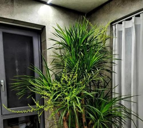 居家生活中的植物盆栽（打造绿意盎然的舒适空间）-第3张图片-绿意生活