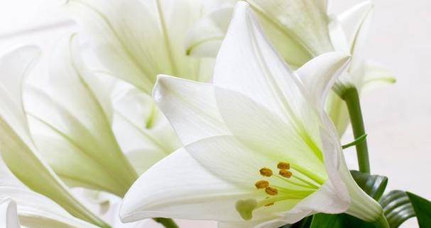 百合花怎么养？教你放在合适的位置（如何让百合花在室内得到最佳光照？）-第1张图片-绿意生活
