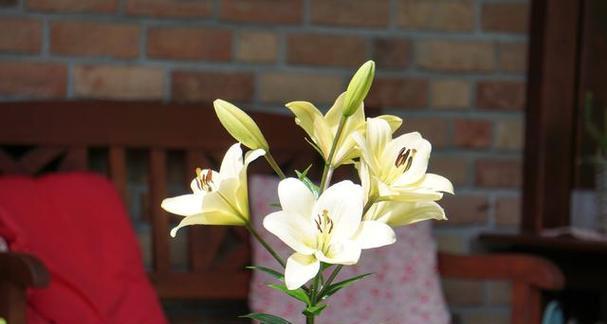 百合花怎么养？教你放在合适的位置（如何让百合花在室内得到最佳光照？）-第2张图片-绿意生活