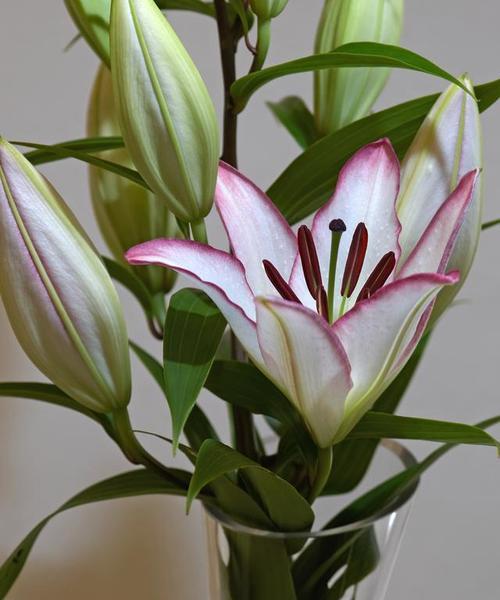 百合花怎么养？教你放在合适的位置（如何让百合花在室内得到最佳光照？）-第3张图片-绿意生活