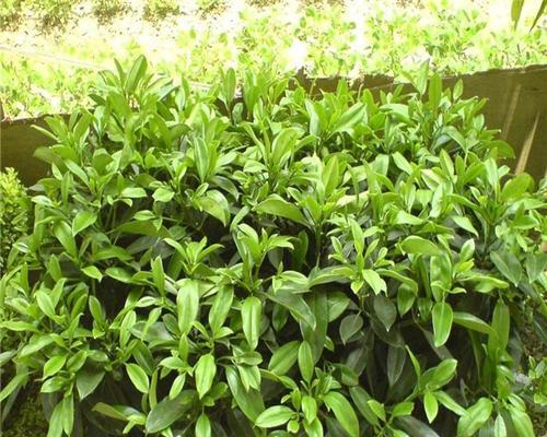 如何为非洲茉莉浇水才能让其更旺盛生长？（探究非洲茉莉的养护技巧与注意事项）-第1张图片-绿意生活