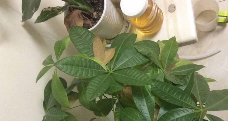 发财树怕晒太阳吗？——揭开阳光与绿萝的真相（阳光、养护、防晒、授粉、繁殖、修剪、移植、生长）-第2张图片-绿意生活