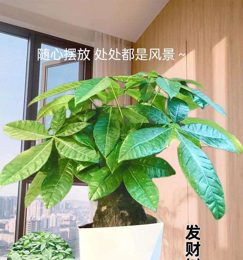 发财树怕晒太阳吗？——揭开阳光与绿萝的真相（阳光、养护、防晒、授粉、繁殖、修剪、移植、生长）-第3张图片-绿意生活
