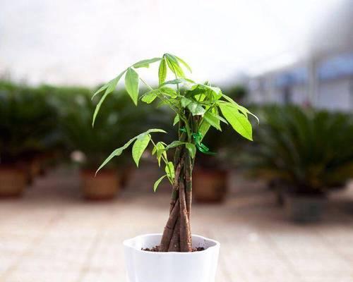 发财树怕晒太阳吗？——揭开阳光与绿萝的真相（阳光、养护、防晒、授粉、繁殖、修剪、移植、生长）-第1张图片-绿意生活