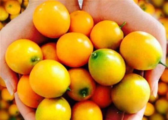 金桔上市季节（金桔成熟的月份和特点）-第3张图片-绿意生活