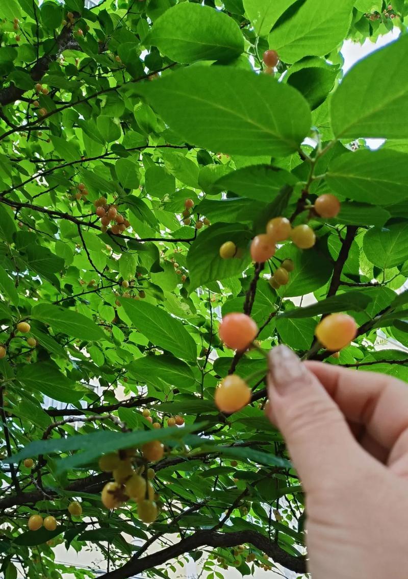 揭秘小樱桃的成熟和上市时间（了解小樱桃的生长和收成，挑选最优质的鲜果）-第3张图片-绿意生活