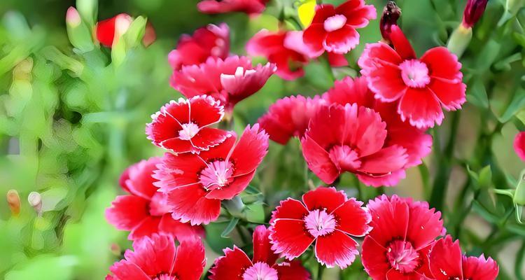 海石竹花期揭秘（探秘海石竹的开花时间、开花期长短及影响因素）-第2张图片-绿意生活