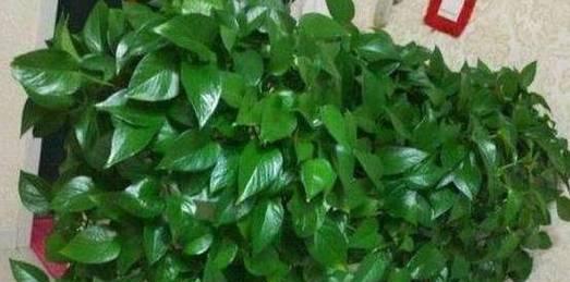 废油的花园利用之道（打造环保花园，废油循环利用）-第3张图片-绿意生活