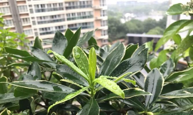 康乃馨的夏季安全指南（如何在炎热的夏季中保护你的康乃馨）-第3张图片-绿意生活