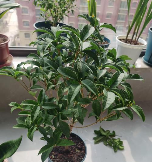 盆栽桂花换盆时间剖析（掌握这一，让你的桂花常青常美）-第1张图片-绿意生活