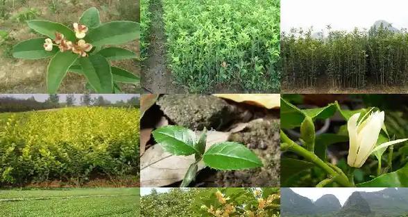 盆栽桂花换盆时间剖析（掌握这一，让你的桂花常青常美）-第3张图片-绿意生活