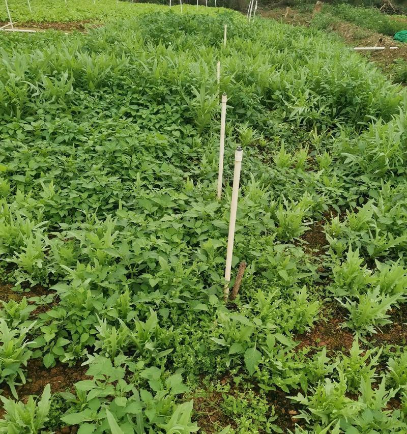 麦菜生长周期揭秘（探寻麦菜的成长密码，从生长到成熟需要多长时间？）-第3张图片-绿意生活