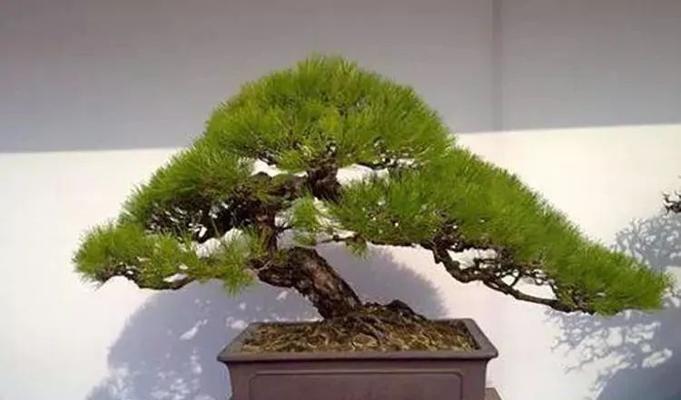 黑松换盆后如何浇水？（正确掌握浇水频率，让黑松成长得更加健康）-第2张图片-绿意生活