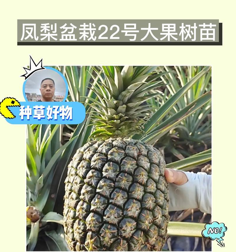 如何正确养护凤梨花（凤梨花养护方法及注意事项，打造繁花似锦的花园）-第3张图片-绿意生活