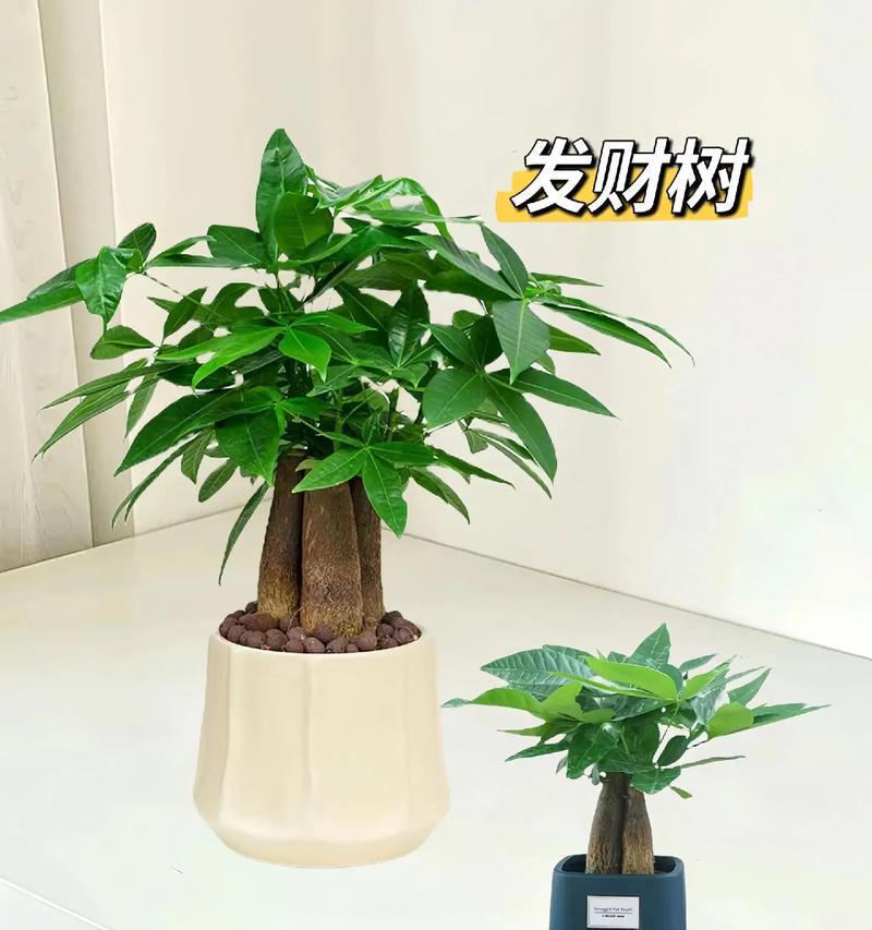 如何正确地剪枝发财树——让它更健康长寿（发财树剪枝的时间、频率、方法和注意事项）-第2张图片-绿意生活