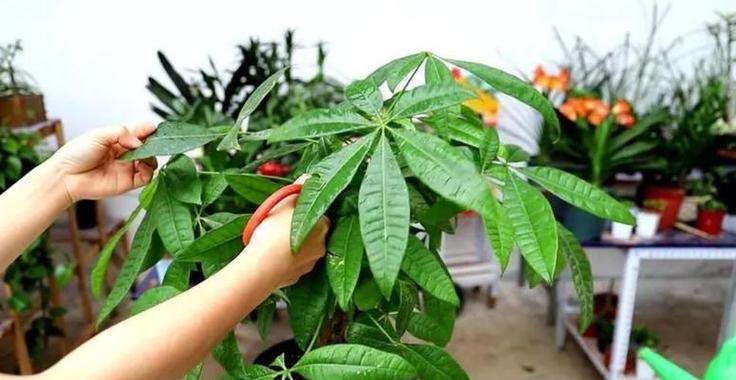 如何正确地剪枝发财树——让它更健康长寿（发财树剪枝的时间、频率、方法和注意事项）-第3张图片-绿意生活