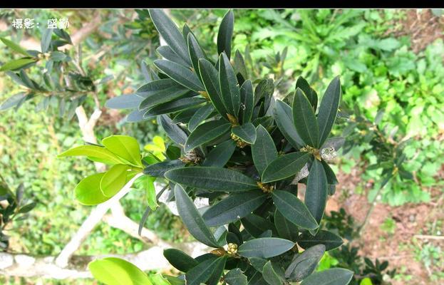 黄杨，不仅仅是草本植物（探究黄杨的特点和分类，解开草本植物误区）-第3张图片-绿意生活