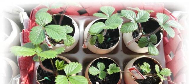 板栗壳做花肥的方法（从废弃物到有机肥料，让花草茂盛生长）-第1张图片-绿意生活