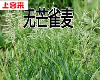 高丹草的生长特征与栽培技术详解（多年生植物高丹草是如何栽培的？）-第1张图片-绿意生活