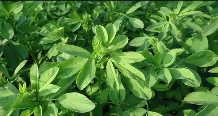 高丹草的生长特征与栽培技术详解（多年生植物高丹草是如何栽培的？）-第2张图片-绿意生活