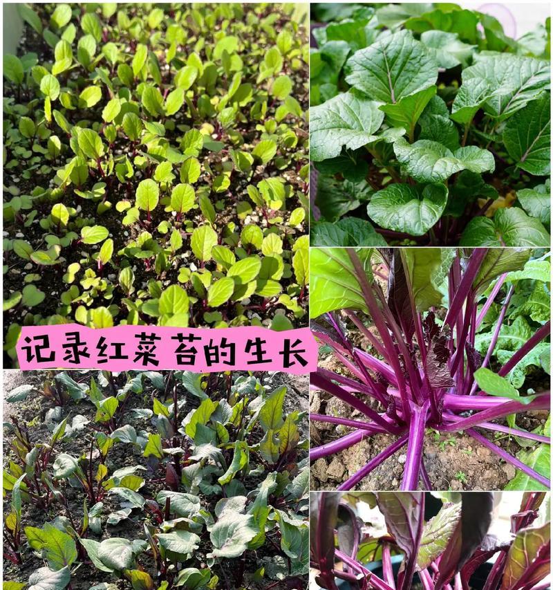 红菜苔种植全攻略（合适的种植月份和关键要素）-第2张图片-绿意生活