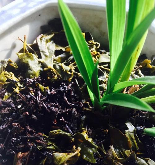 茶叶水是否适合浇花？（探究茶叶水对植物的影响）-第2张图片-绿意生活